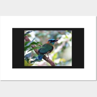 Blue Crowned Motmot Perching on Branch Photo Posters and Art